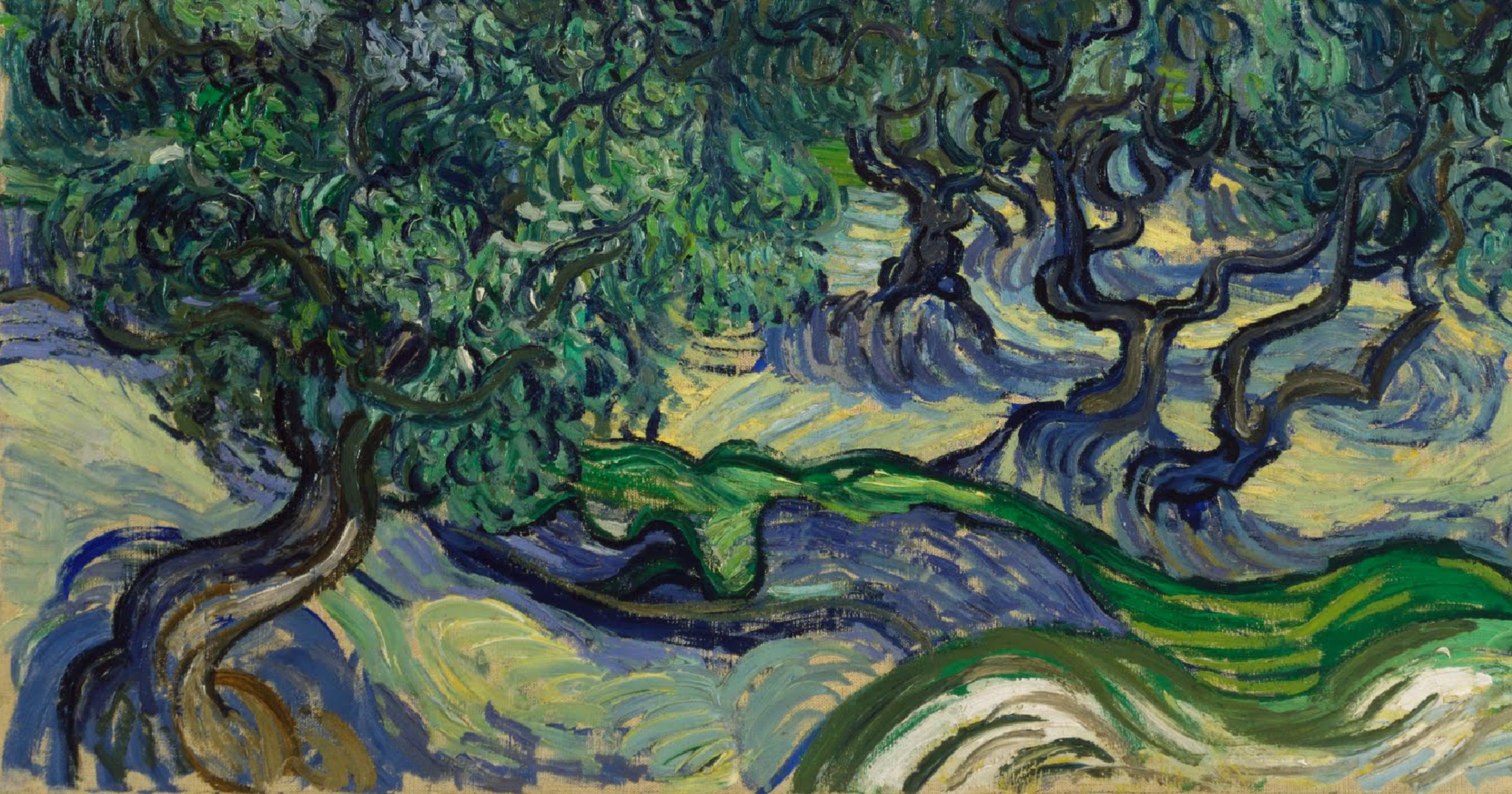 Картины 1889. Винсент Ван Гог Olive Trees. Оливковые деревья Ван Гог оригинал. Винсент Ван Гог пейзаж с оливами 1889. Картина Ван Гога оливковая роща.